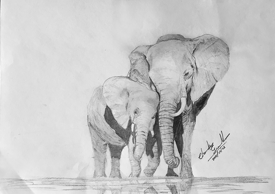 African Elephants