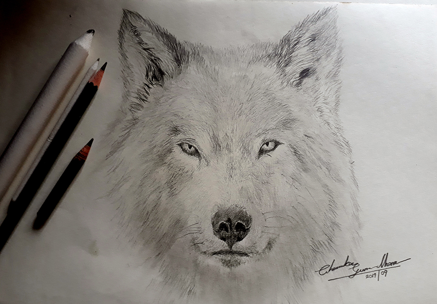 Wolf