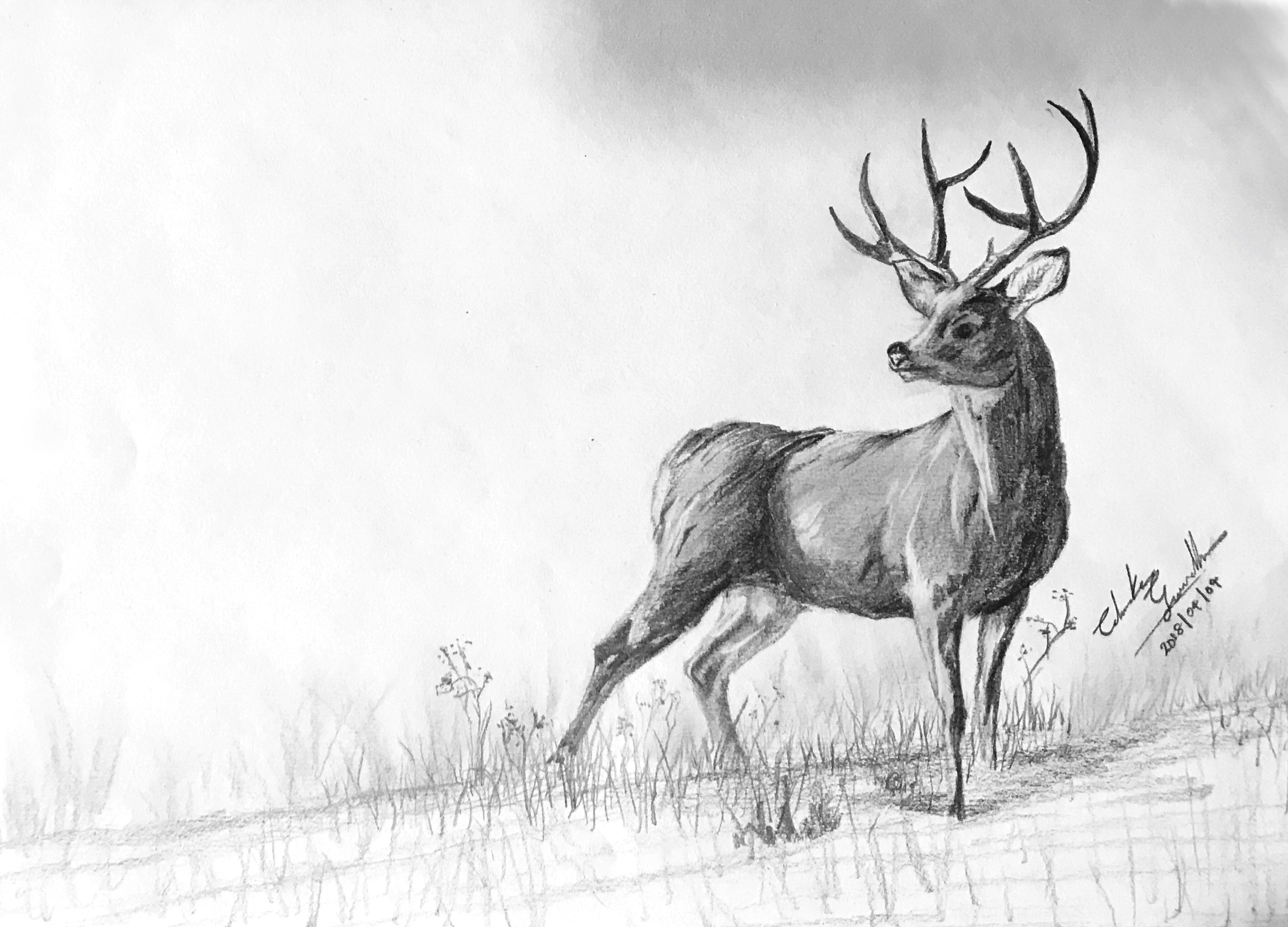 Mule Deer